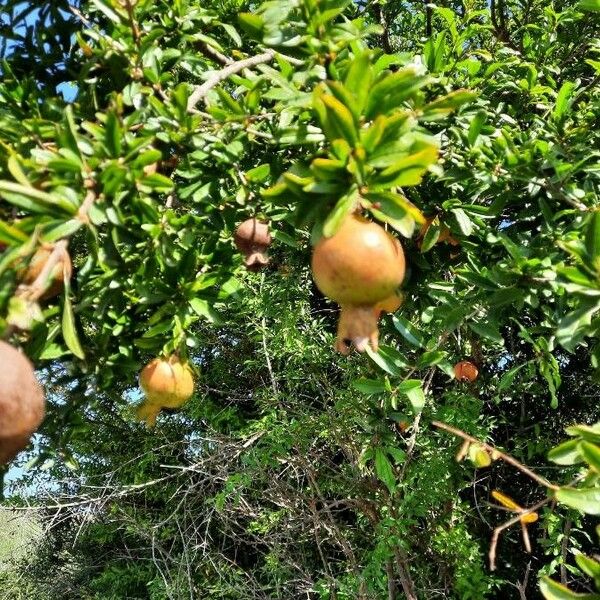 Punica granatum Fruit