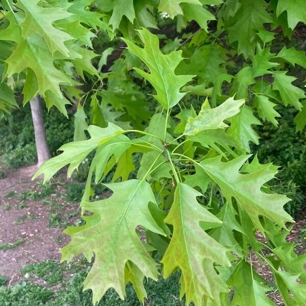 Quercus rubra Folha