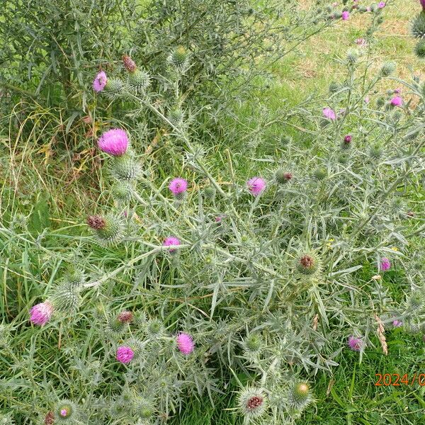 Cirsium vulgare Blüte