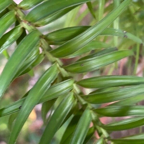 Cunninghamia lanceolata 葉