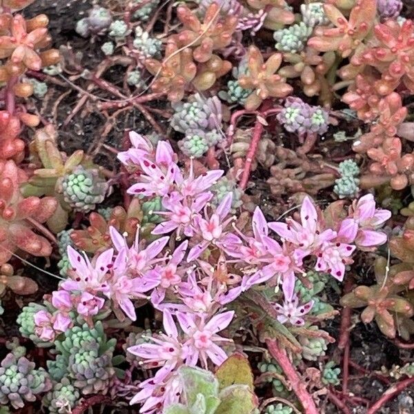 Sedum anglicum Floare