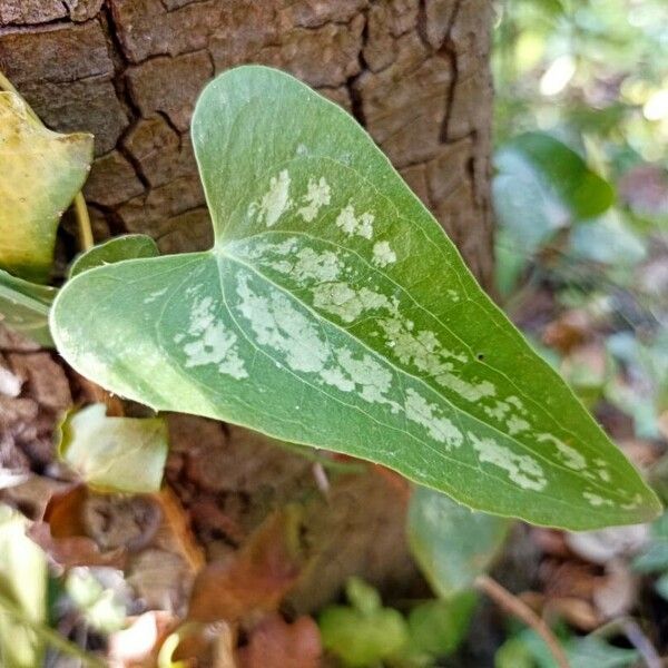 Smilax aspera Leaf