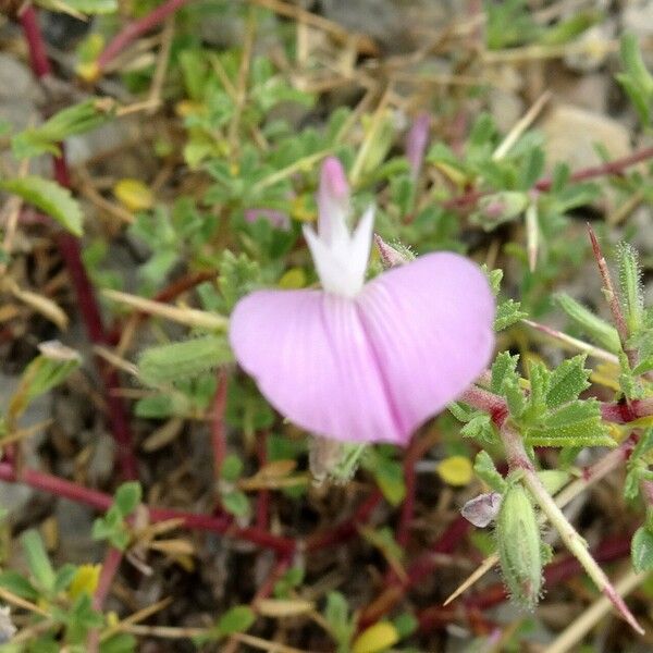 Ononis spinosa Flower