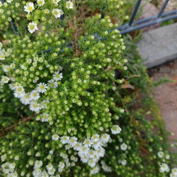 Symphyotrichum ericoides Кветка