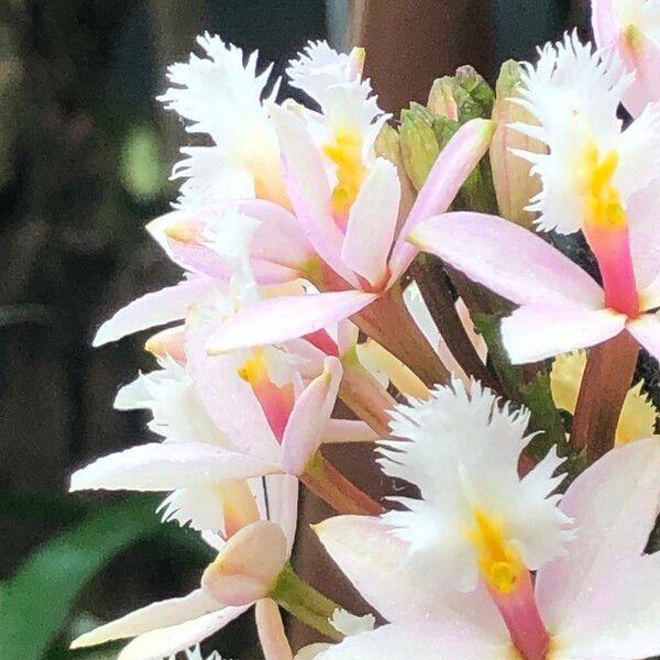 Epidendrum spp. Blodyn