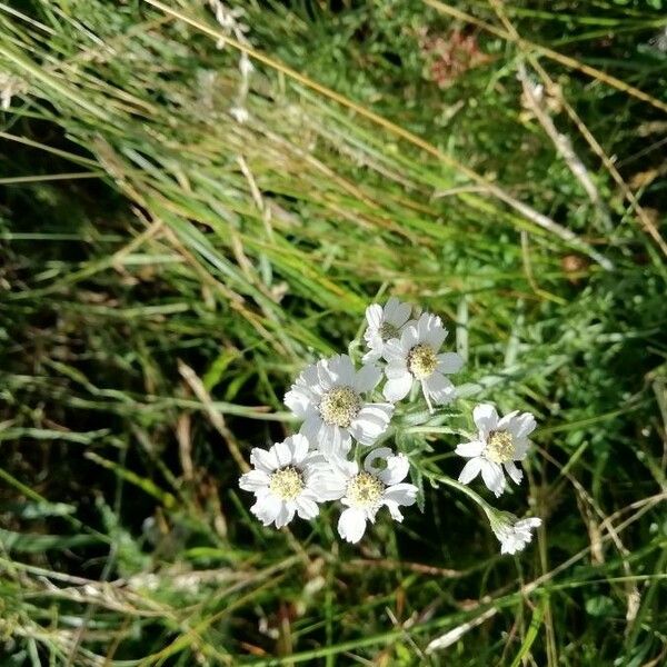 Achillea ptarmica പുഷ്പം