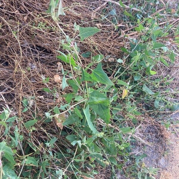 Atriplex prostrata Pokrój