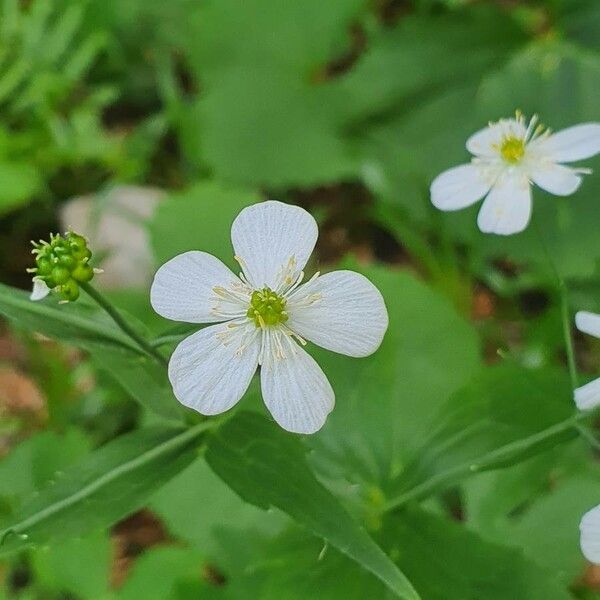 Ranunculus platanifolius Fleur