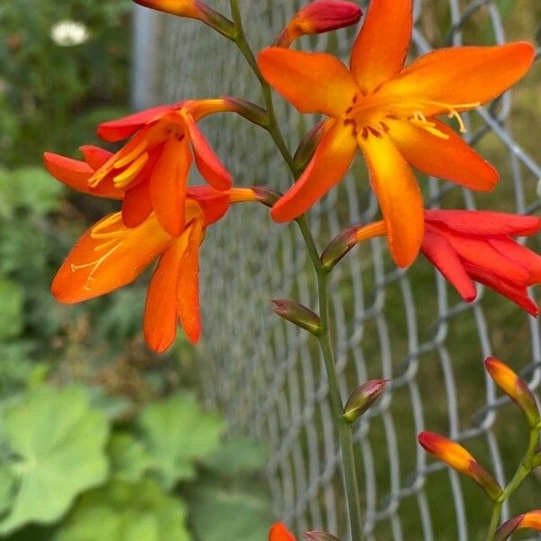 Crocosmia × crocosmiiflora Flower