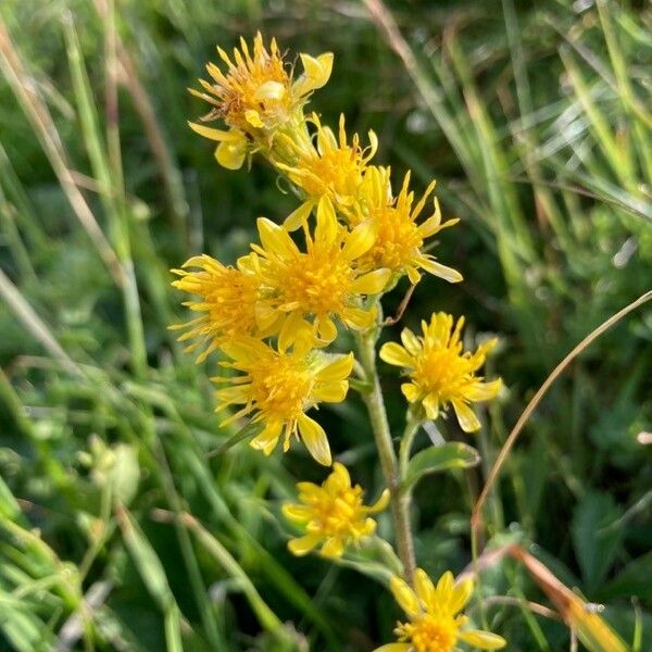 Inula helvetica Çiçek