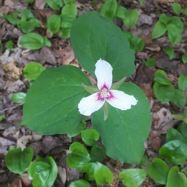 Trillium undulatum പുഷ്പം