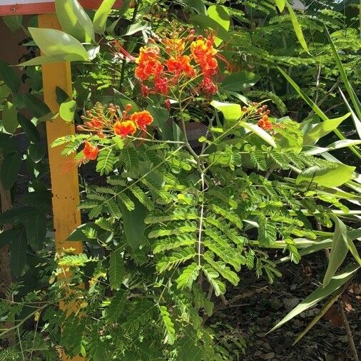 Caesalpinia pulcherrima Flor