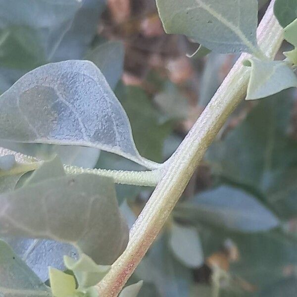 Atriplex halimus Escorça