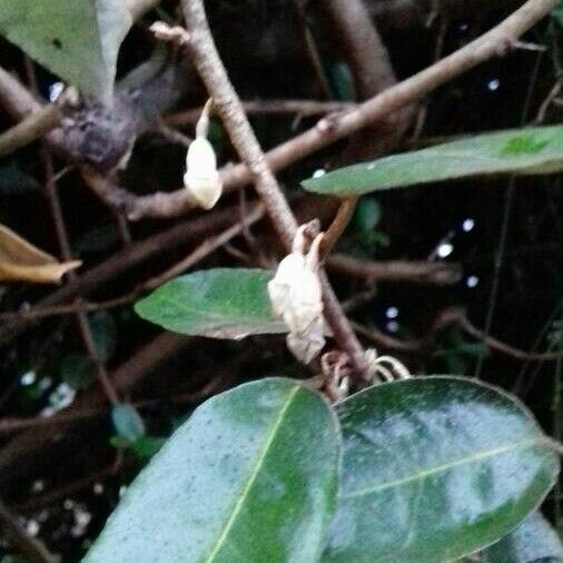 Elaeagnus pungens ফুল