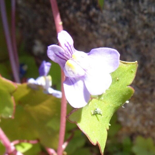 Cymbalaria muralis 花