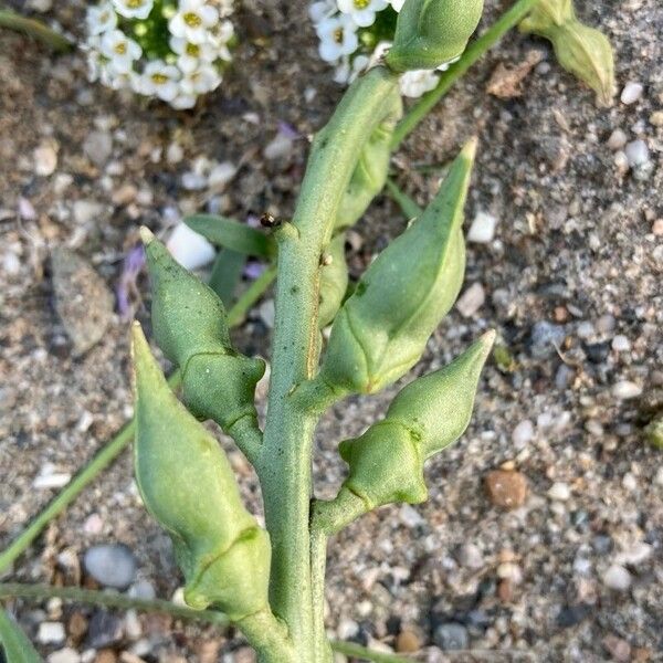 Cakile maritima Fruit