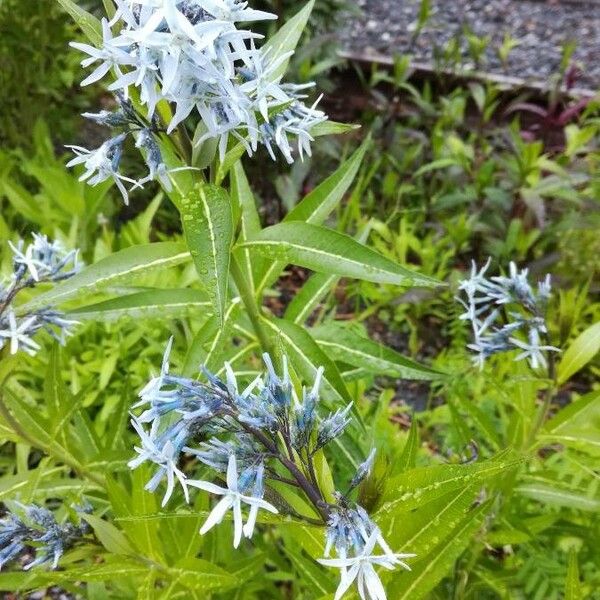 Amsonia ciliata Blomst