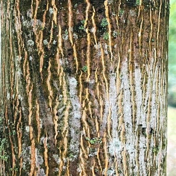 Acer cappadocicum Cortiza