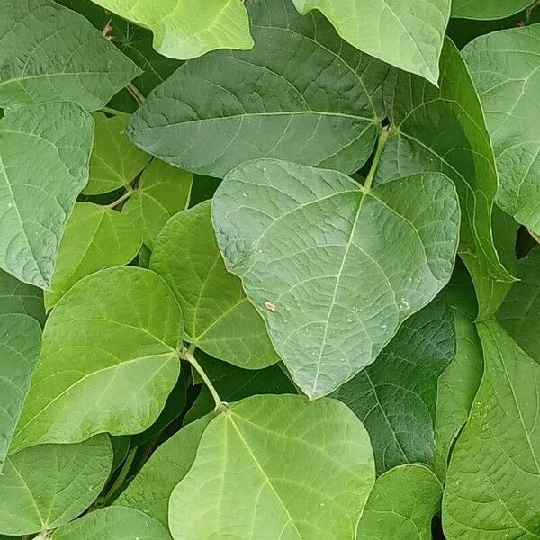 Phaseolus coccineus Leaf