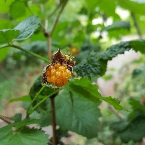 Rubus spectabilis Плод