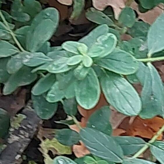 Hypericum hirsutum Leaf