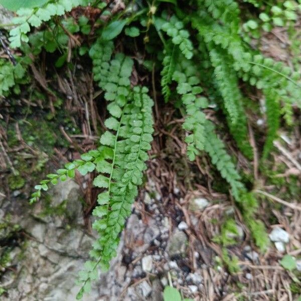 Asplenium viride পাতা