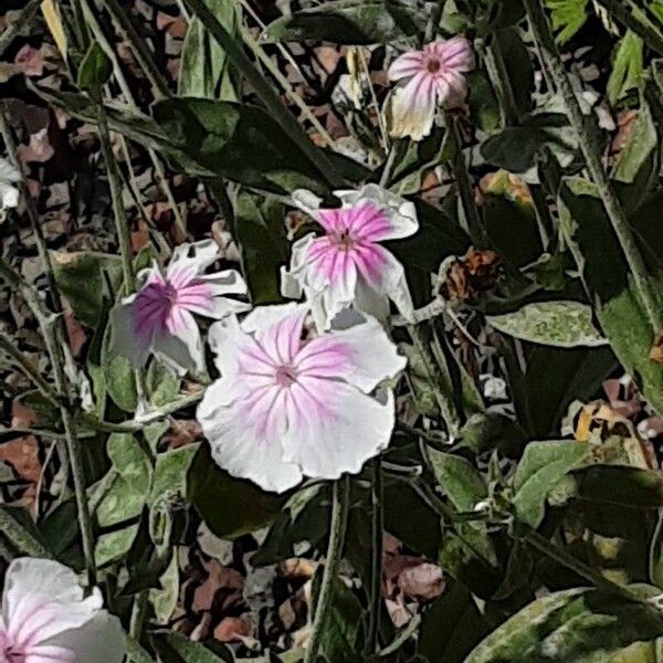 Silene coronaria 形态