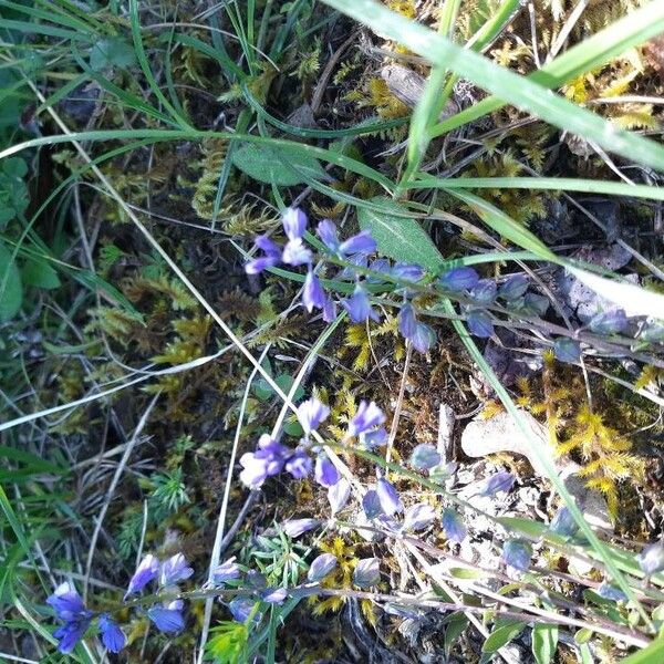 Polygala calcarea Blüte