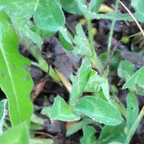 Trifolium pratense Lehti