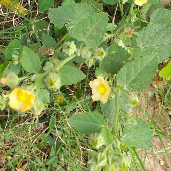 Sida cordifolia Celota