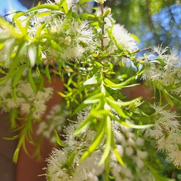 Melaleuca bracteata Kukka