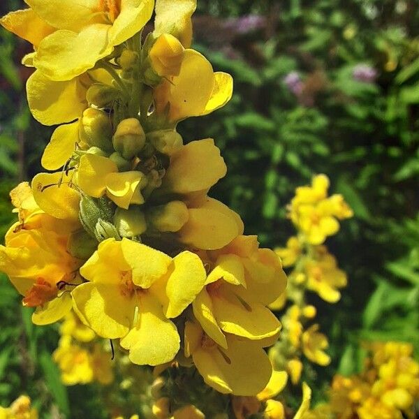 Verbascum densiflorum പുഷ്പം