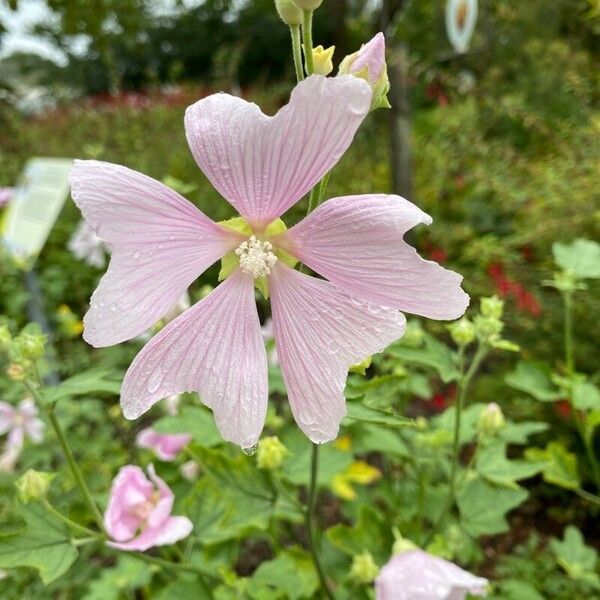 Malva thuringiaca 花