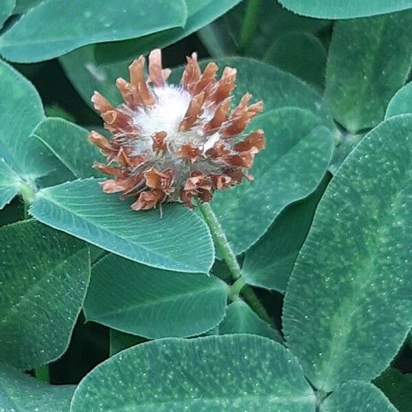 Trifolium fragiferum Fruit