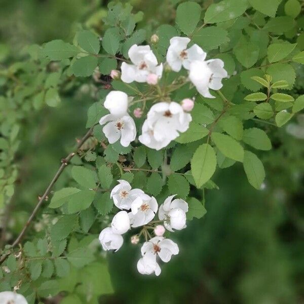 Rosa multiflora Flor