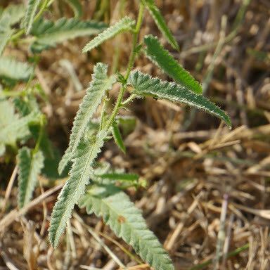 Tragia ramosa Habit