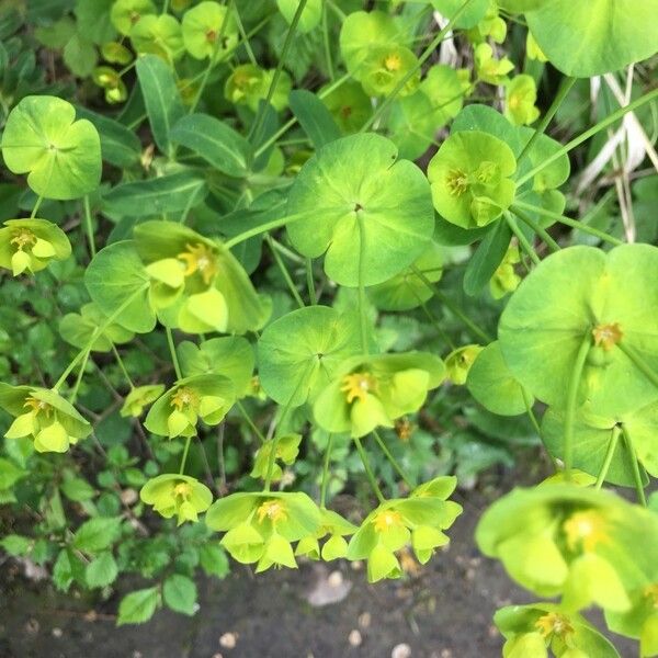 Euphorbia amygdaloides Flower