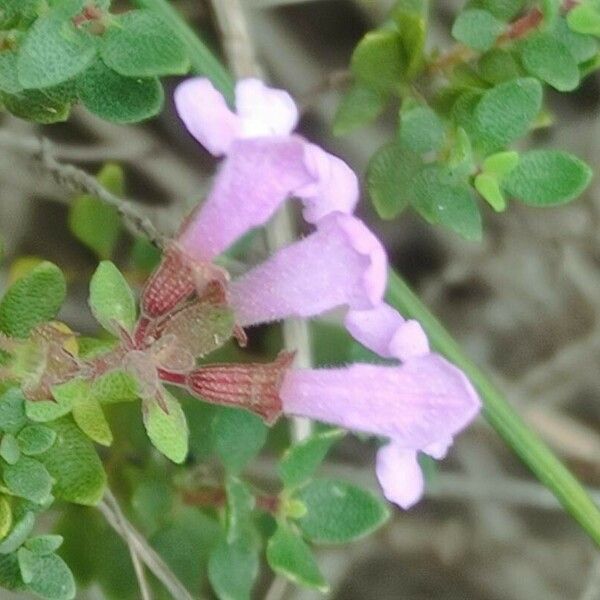 Thymus piperella Flower