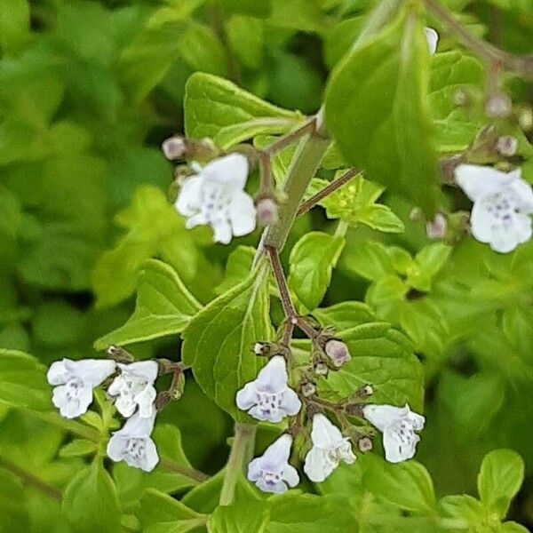 Clinopodium nepeta Blomst