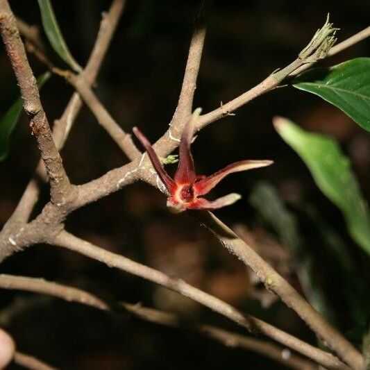 Ryania speciosa Flower