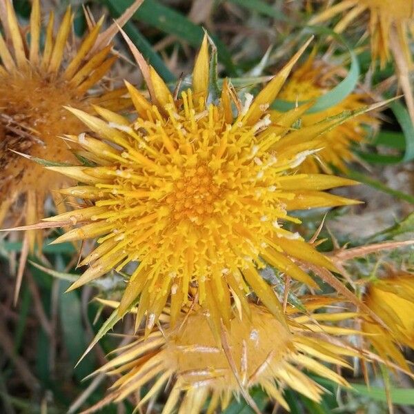 Carlina corymbosa Flor