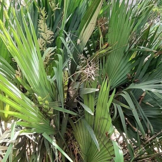 Sabal minor (Bush palmetto)