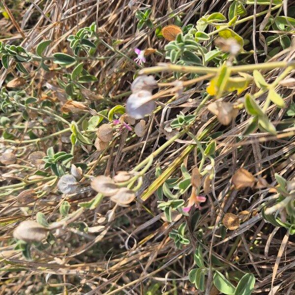 Dicliptera napierae Fruit