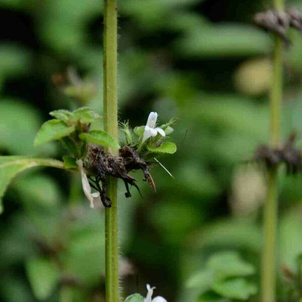 Hygrophila costata Õis