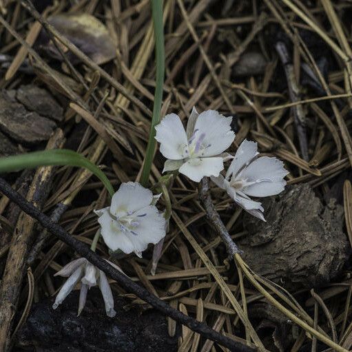 Calochortus minimus Blodyn