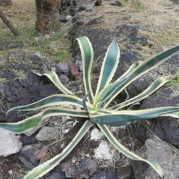 Agave americana Leaf