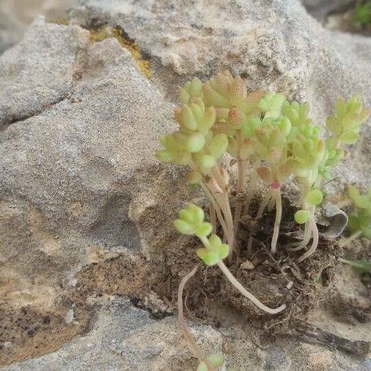 Sedum litoreum Kwiat