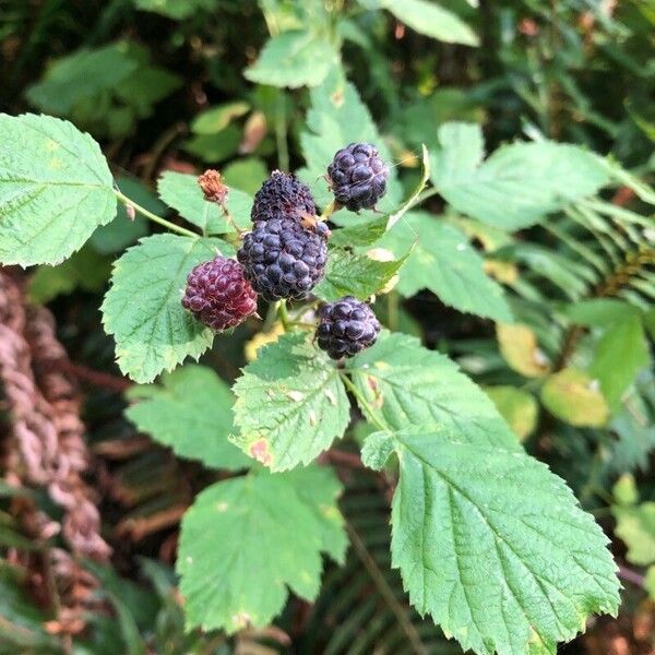 Rubus occidentalis Hedelmä