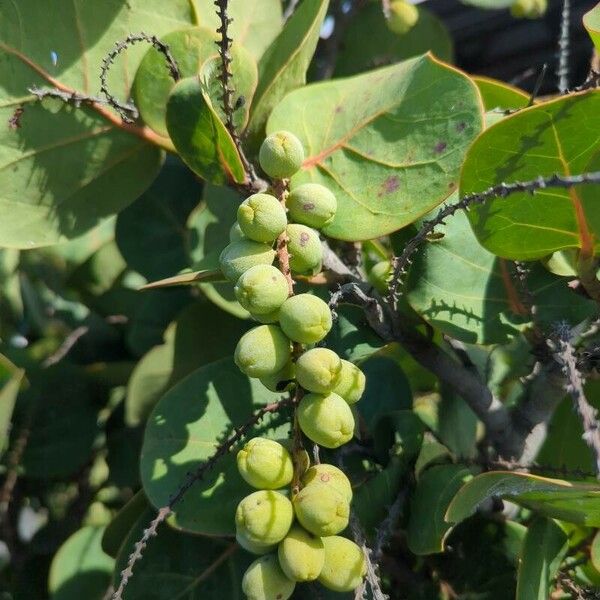 Coccoloba uvifera Цветок