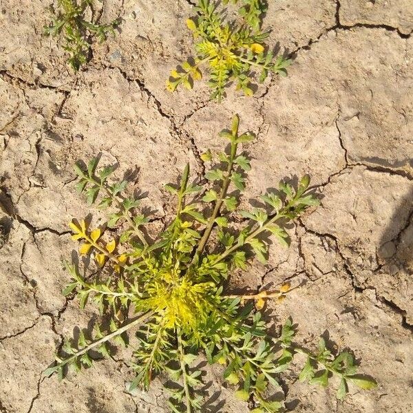 Lepidium bonariense Folha